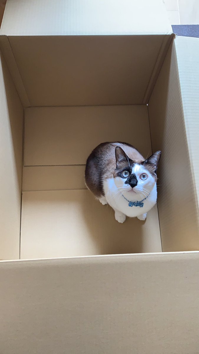 lsna_1300R's tweet photo. フィギュア積めるようにデカいダンボール買ってきたら秒で取られた https://t.co/dTF8fXcQ9i