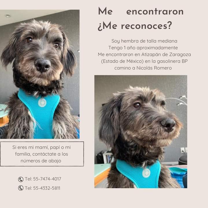 mvallejoromero's tweet photo. Hola buenas noches, mi ayudan con rt por favor para que sea encontrada su familia, gracias 🐶🐕🐾🥰 @CIUDAD_SATELITE @CdSatelite @EchegarayVecino @perrososmx @_PatriciaAnaya @PpEncontradosMx https://t.co/v32zxFETym