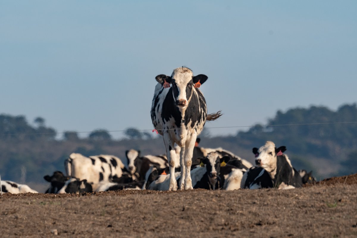 Both tule elk and cattle have long histories in California's Point Reyes National Seashore. But who gets priority in this increasingly crowded space is causing a stir among ranchers and conservationists. @asher_elbein reports: bit.ly/31eG2rp 📷 Sarah Killingsworth