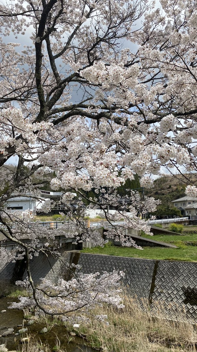 Bayreuth1943's tweet photo. いや本来、晴れた日は仕事になるので、写真どころではないのですが
#ColourOfSpring https://t.co/Rh0hNULHjZ