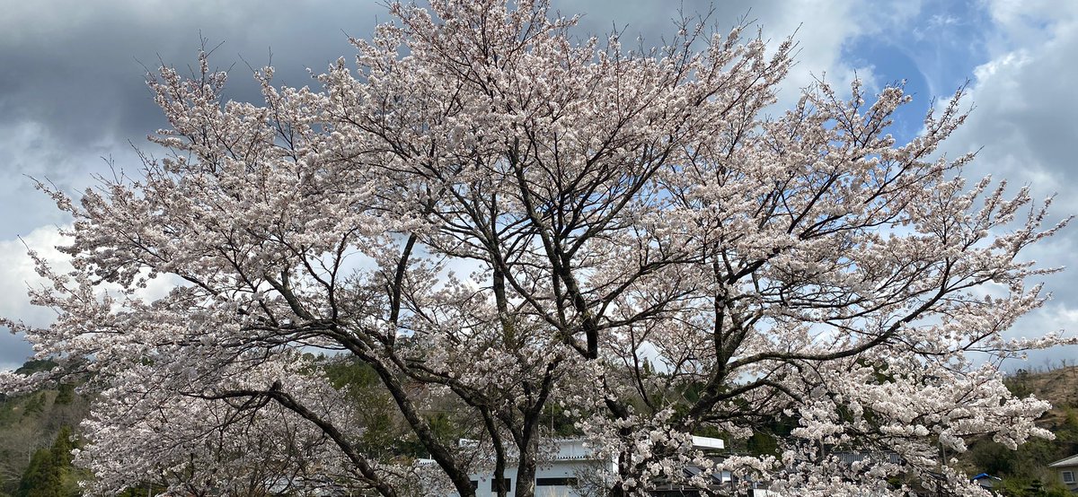 Bayreuth1943's tweet photo. いや本来、晴れた日は仕事になるので、写真どころではないのですが
#ColourOfSpring https://t.co/Rh0hNULHjZ