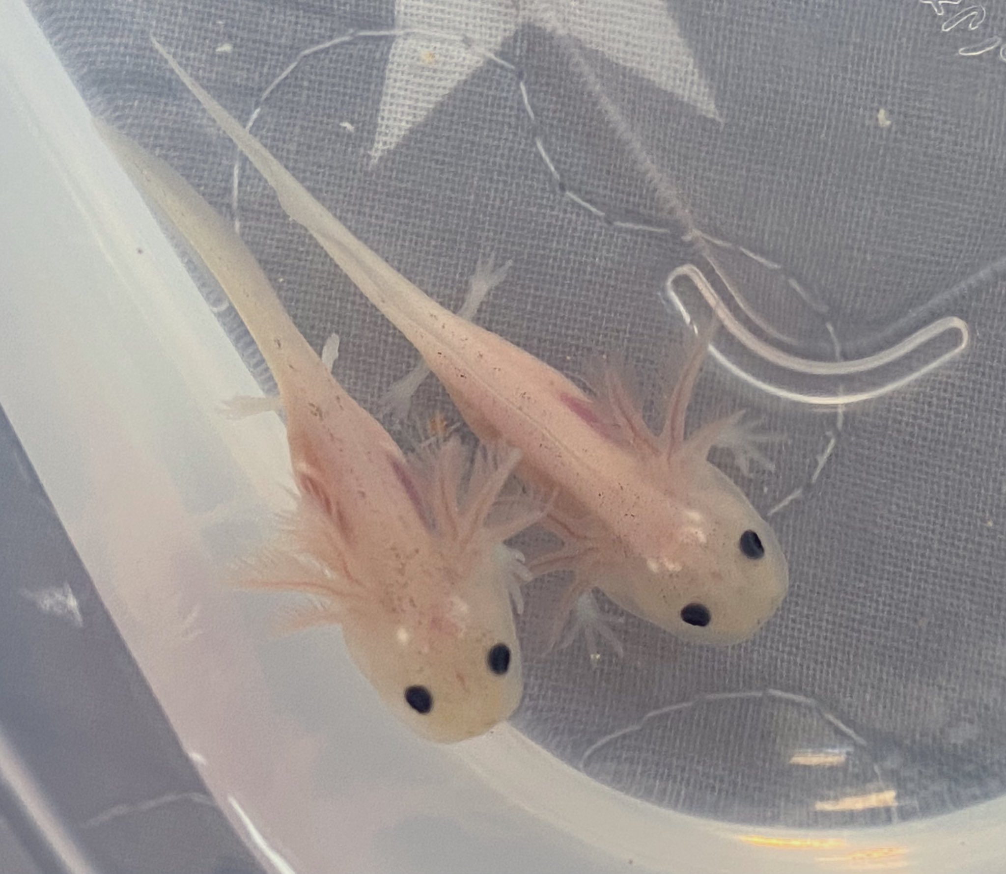 しら子 Auf Twitter ウーパー垢始めてみました お魚 動物 ウーパー好きな方と是非繋がりたいです 初心者ですが仲良くして頂けるととっても嬉しいです ウーパールーパー 動物好きな人と繋がりたい ウーパールーパー好きな人と繋がりたい T Co