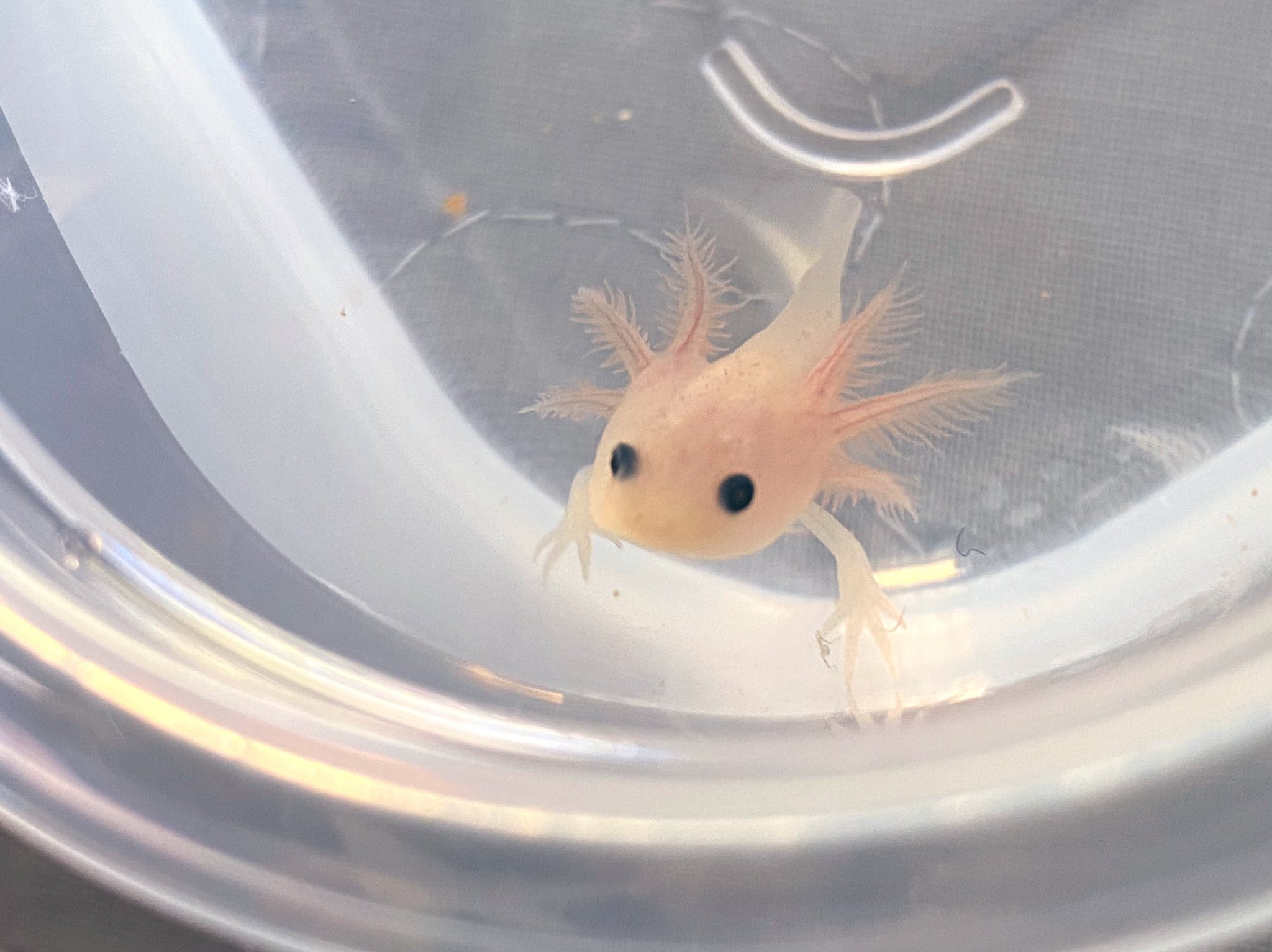 しら子 ウーパー垢始めてみました お魚 動物 ウーパー好きな方と是非繋がりたいです 初心者ですが仲良くして頂けるととっても嬉しいです ウーパールーパー 動物好きな人と繋がりたい ウーパールーパー好きな人と繋がりたい