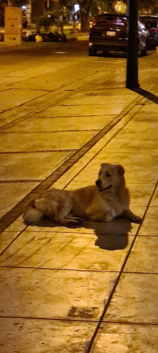 Sieteagosto1924's tweet photo. Este perrito está hace varios días cerca a mi edificio en Surquillo. Se le ve en buen estado. No tiene collar. Si alguien sabe algo es en el límite Barrio Médico (Surquillo)/ La Aurora (Miraflores) #PerritoPerdido https://t.co/BnYOw6zLgb