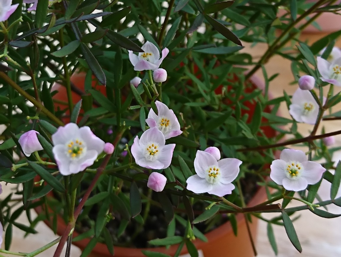 الوسم ボロニアピナータ على تويتر الوسم ボロニアピナータ على تويتر