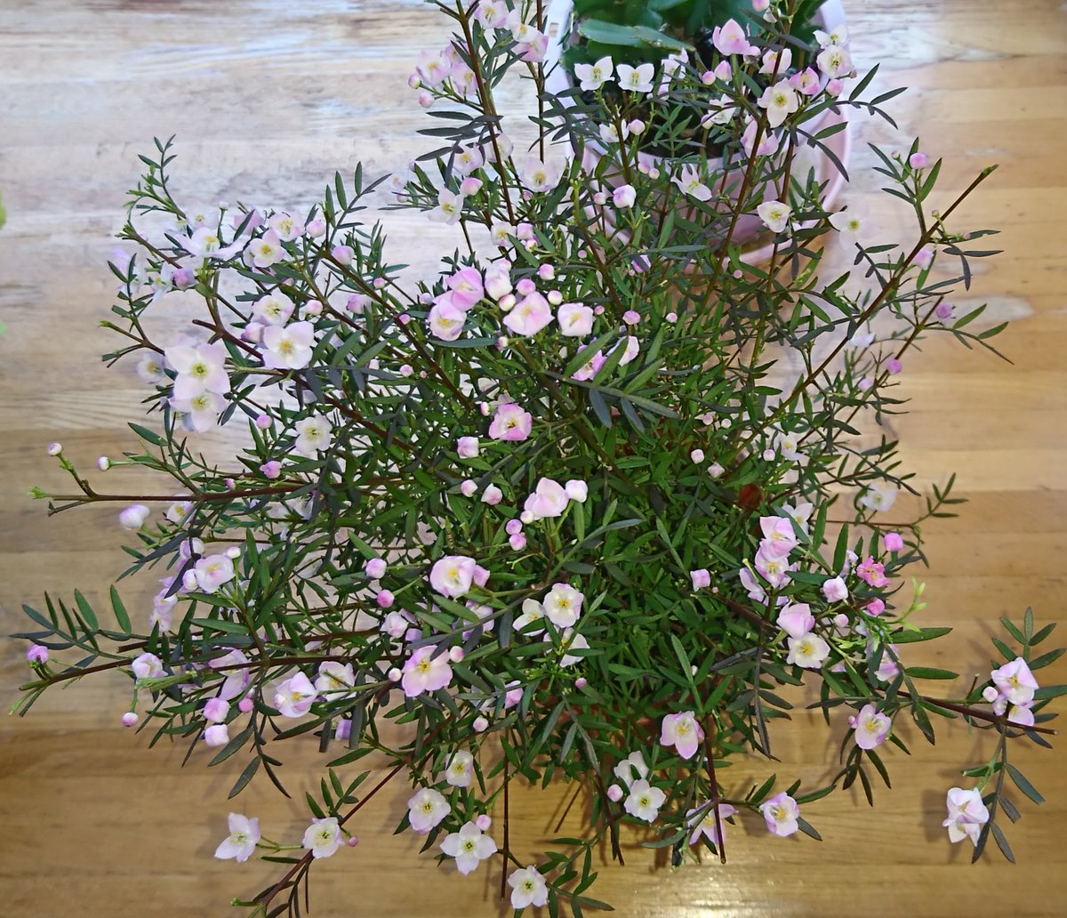 الوسم ボロニアピナータ على تويتر الوسم ボロニアピナータ على تويتر