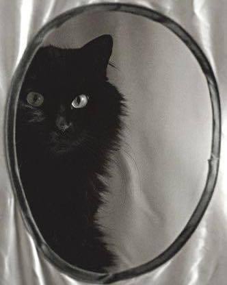 #Caturday