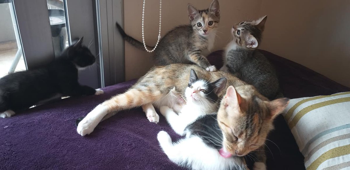 DeGatitos_'s tweet photo. #FreyaFDG
Copamos la cama! Las nenas están preciosas. Freyas sigue siendo una madraza. Las nenas ya tienen hogar
Últimos días juntitas las cinco. Son de calendario https://t.co/hYMf42mUrc