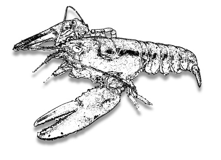 Joshua_P_Lord's tweet photo. Latest marine biology publication out of @MoravianCollege shows that fighting in juvenile lobsters depends on size and potential threat of predation!
 
https://t.co/kUgQv2gtQh https://t.co/NvKKf3bthO
