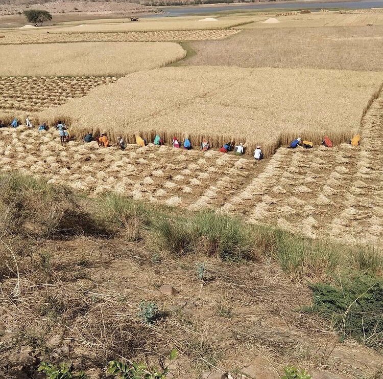 seoforrank's tweet photo. Lamani 😅
#JaiJawanJaiKisan 

@vishvendrabtp @thebharatpur @BalkaurDhillon @GaonDastak @GaonConnection https://t.co/Wt0UIRYHNr