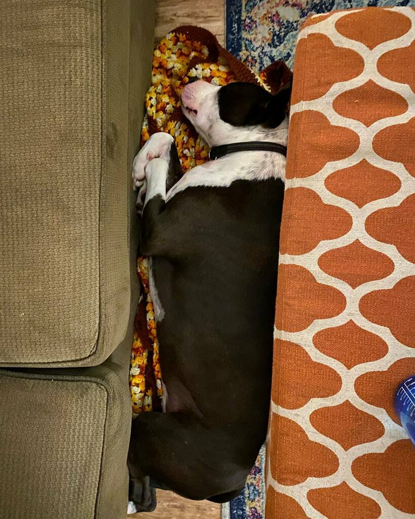 adam_thedad's tweet image. If I fits, I steal your blanket and I sits. #BigDogInALittleSpace