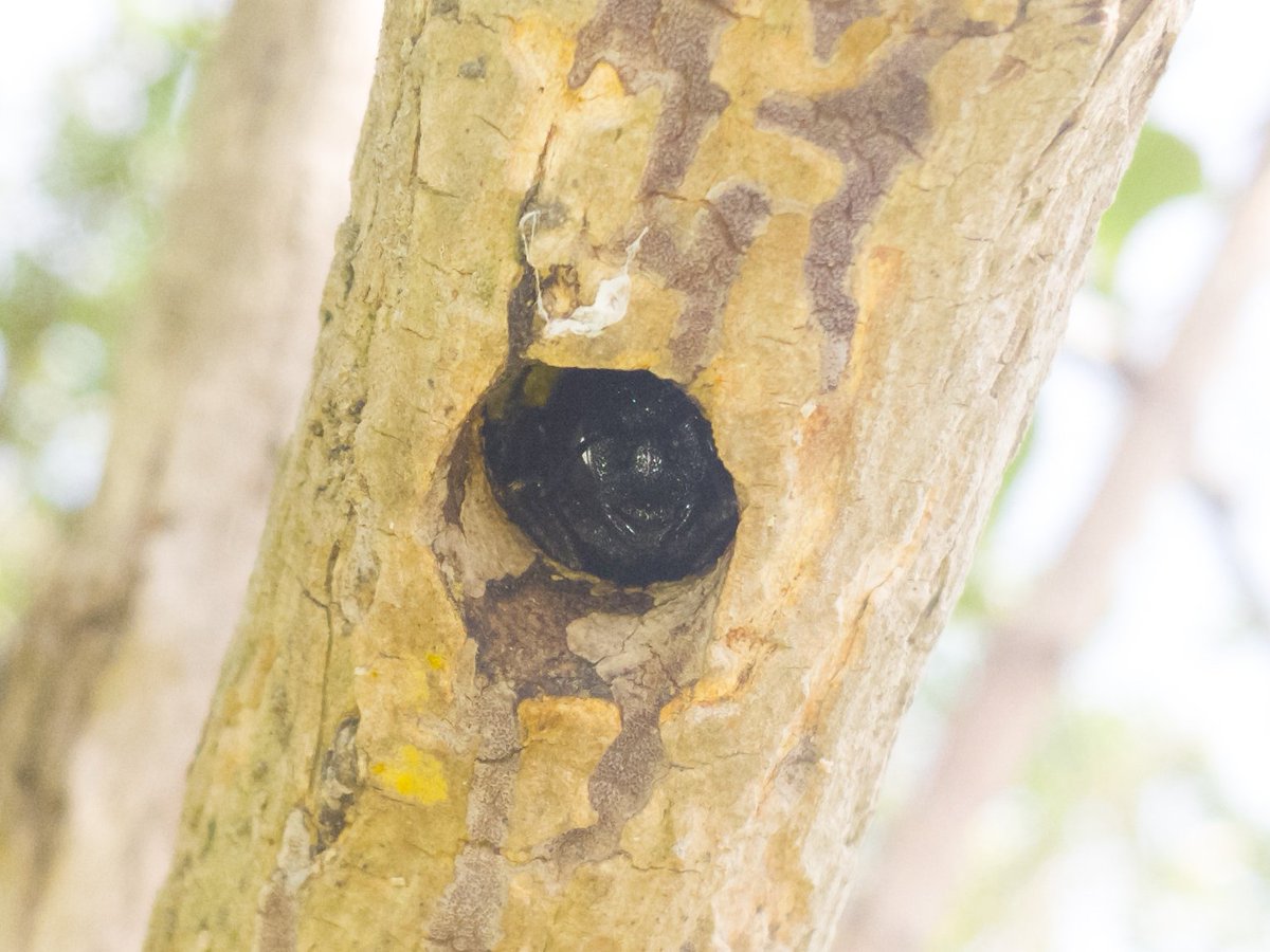 博多虫 河川敷のウツギでクマバチの巣発見 いくつか見つけたけれど 先が枯れた3cmぐらいの枝を好む様子 空木 は利用しやすいのかな 中にはオスメス数頭いて 近くのサクラの木と往復を繰り返していた
