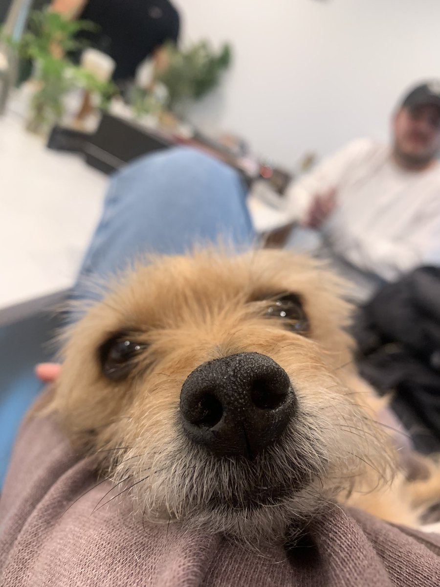athenathechipoo's tweet photo. 🐶 https://t.co/ekndR2RuRA