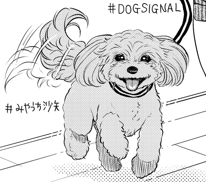DOG SIGNAL26話脱稿しました5巻発売を挟んだのでお待たせしてしまってますが26話は4/9から配信予定です。(公式で4/2更新となってますが4/9です)出てくるわんこはこちら!初のF1ミックス犬かなりマルよりのマルプーです?#DOGSIGNAL  