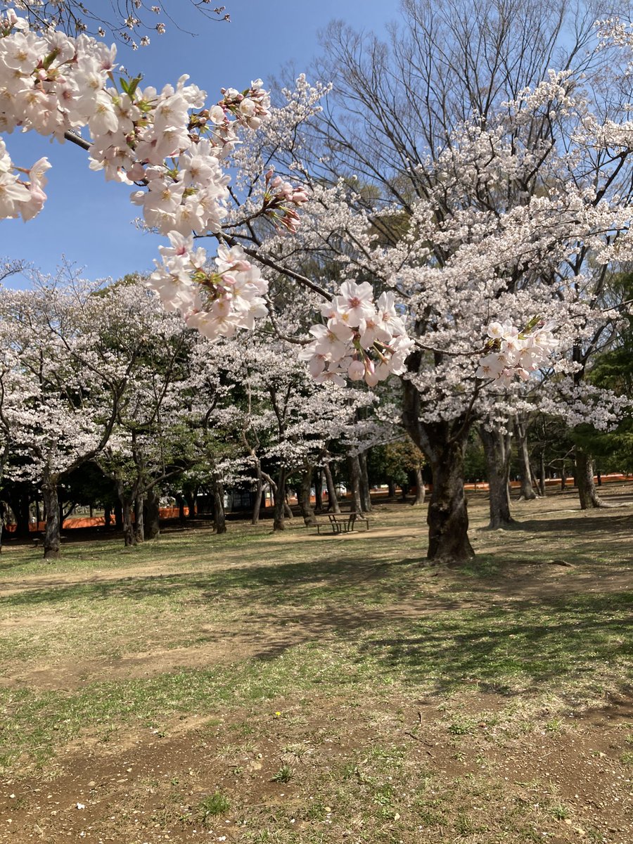 ひろすけ On Twitter 良い天気 代々木公園 歩いて花見