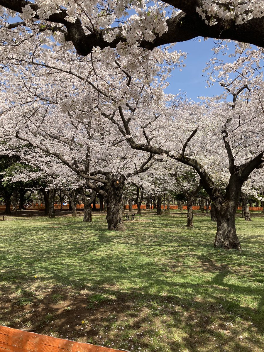 ひろすけ On Twitter 良い天気 代々木公園 歩いて花見