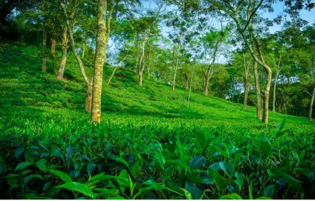 AmarPranerBD's tweet photo. সবুজে ঘেরা সিলেটের চা বাগান🌿🌱 https://t.co/V8Wg66L7Aw