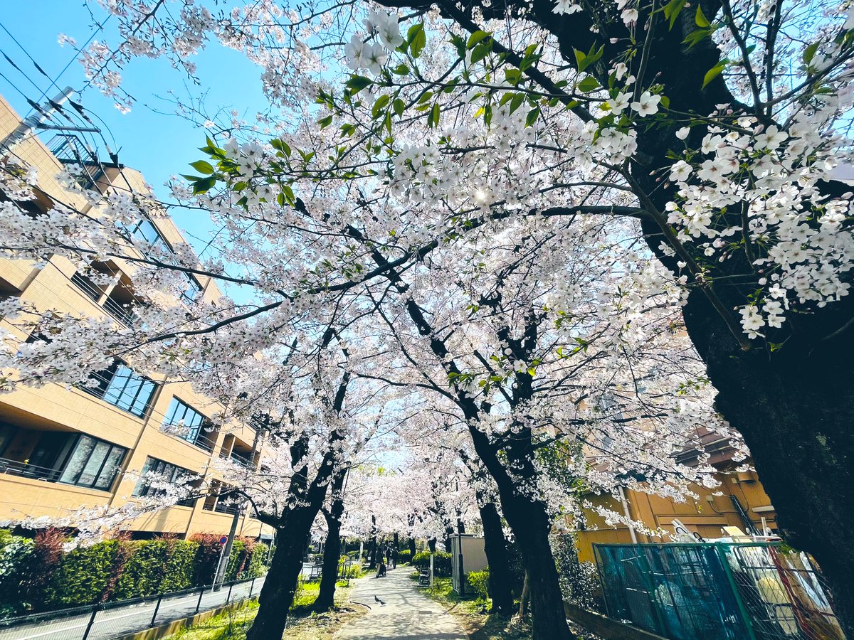 ミャー内 Kinglymask あるてぃめっとしゃべんじゃーず さくら さくらの花が咲いて 世界が君を優しく包み込んでいったよ 笑顔も泣き顔も強がりも強さも ありのままの君のことを愛している レミオロメンのsakuraが脳内再生されるそんな1日 ミャー内 Kinglymask あるてぃめっとしゃべんじゃーず さくら さくらの花が咲いて 世界が君を優しく包み込んでいったよ 笑顔も泣き顔も強がりも強さも ありのままの君のことを愛している レミオロメンのsakuraが脳内再生されるそんな1日