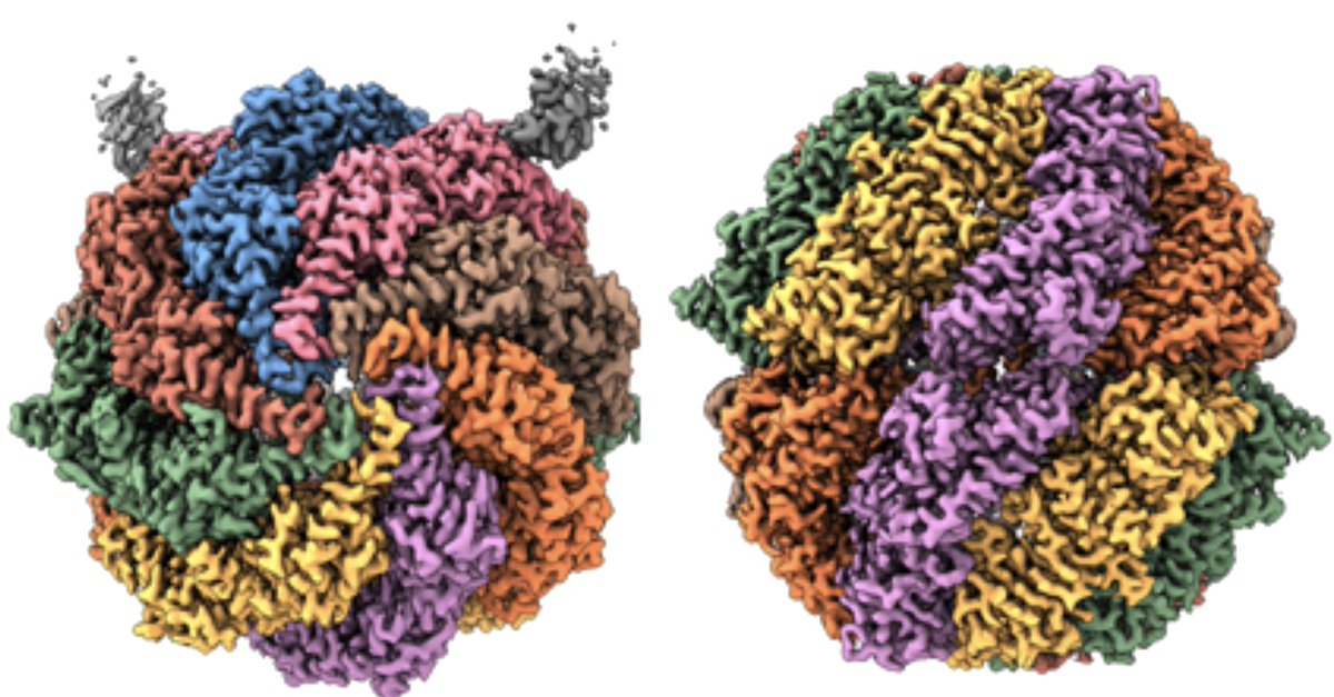 Tagging of cellular complexes with #CRISPR allows purification for #cryoEM. With @YueLabOX and @v_paavilainen our structures of endogenous TRiC chaperonin reveal interactions with its substrates actin and tubulin  https://t.co/j4JS3hE9Ym @OxfordStrubi @BIOTECH_UH @HiLIFE_helsinki https://t.co/et8FWzBC7M