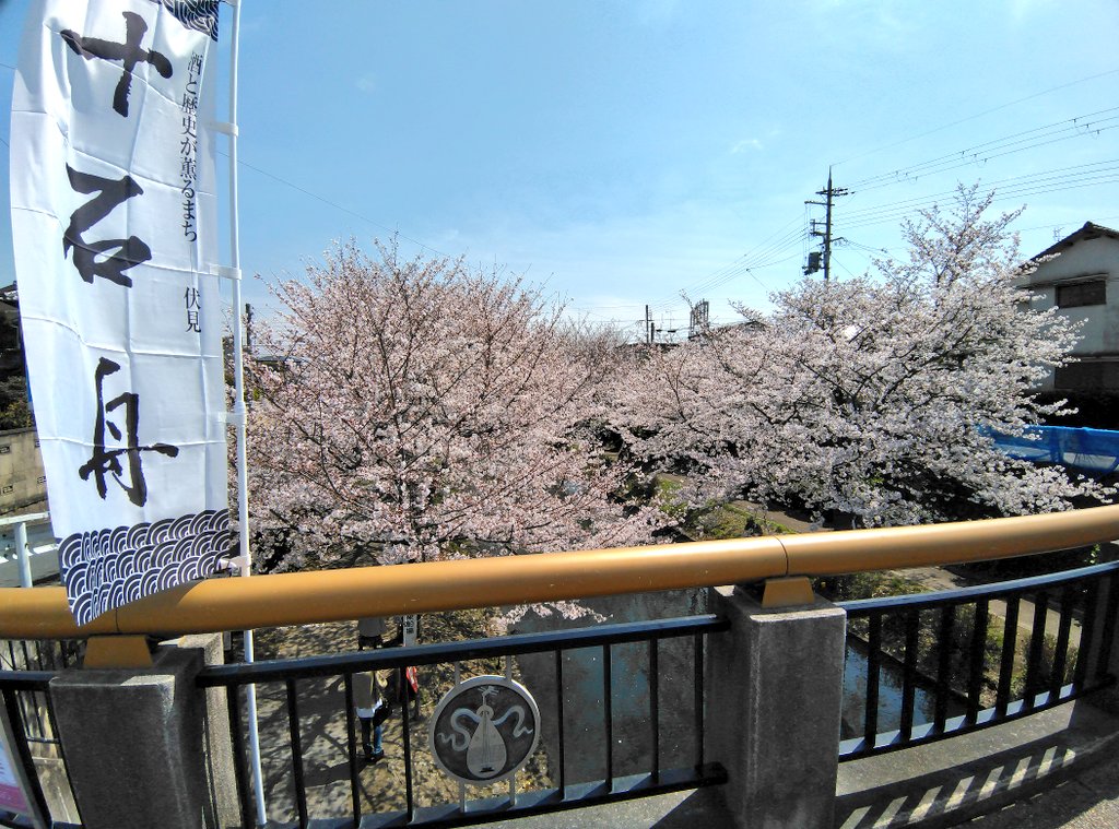 m_kon130's tweet photo. ラーメン食べたあと、腹ごなしに散歩しました！🌸🌸桜満開です🌸🌸

#京都伏見 #大黒ラーメン #桜 https://t.co/DVglFKP7Ck
