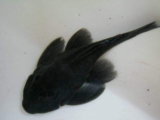 wft0213's tweet photo. 藍絲絨異型(6~8CM)
山水水族官網
https://t.co/2I10Sw04KI

#魚缸訂做 #魚缸造景 #魚缸 #觀賞 #觀賞魚 #水族 #熱帶魚 #水族館 #水族馆 #水族箱  #水族用品 #水族用品店 #賞魚 #魚種  #紅龍 #血紅龍 #古代魚 #烏龜 #異型 #觀賞魚水族 #觀賞魚缸 #水生生物 #kaohsiung #taiwan #高雄 #台灣 #左營 https://t.co/f4QiGN5wMW
