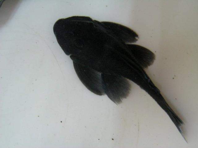 wft0213's tweet photo. 藍絲絨異型(6~8CM)
山水水族官網
https://t.co/2I10Sw04KI

#魚缸訂做 #魚缸造景 #魚缸 #觀賞 #觀賞魚 #水族 #熱帶魚 #水族館 #水族馆 #水族箱  #水族用品 #水族用品店 #賞魚 #魚種  #紅龍 #血紅龍 #古代魚 #烏龜 #異型 #觀賞魚水族 #觀賞魚缸 #水生生物 #kaohsiung #taiwan #高雄 #台灣 #左營 https://t.co/f4QiGN5wMW