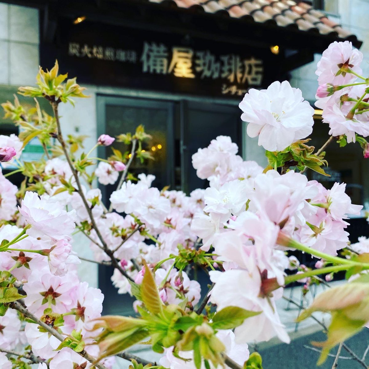 binyacoffee1950's tweet photo. 恵比寿店の正面、今年も八重桜が綺麗に花をつけました！ https://t.co/V5SCeV3u7f