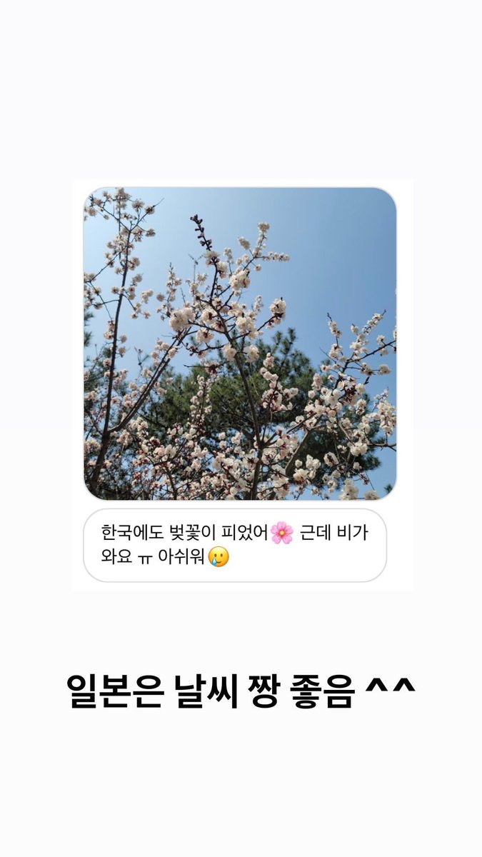 95_110523's tweet photo. [trans-IG] 210327 #rkm0855 IG story

ที่เกาหลีดอกพ่อดก๊ดก็บานแล้วนะ 🌸 แต่ว่าฝนตกล่ะค่ะ ㅠ เสียดายจัง 🥲

ที่ญี่ปุ่นอากาศดีสุดเลย ^^ 

#JBJ95 #KENTA #เคนตะ https://t.co/9xIUerSsT8