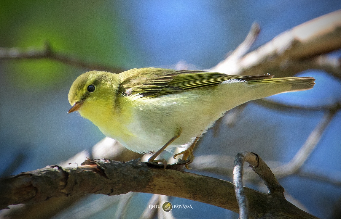 #Sirittäjä #Grönsångare #WoodWarbler
#PhylloscopusSibilatrix

#Linnut #Birds