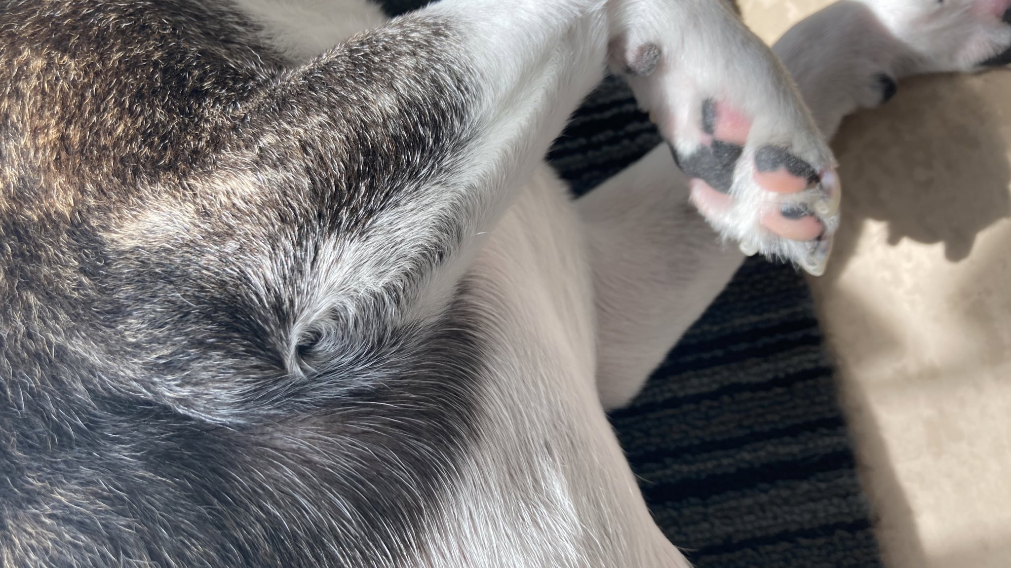 くどうれいん 犬の右肘のつむじ T Co Ob1uegxwox Twitter