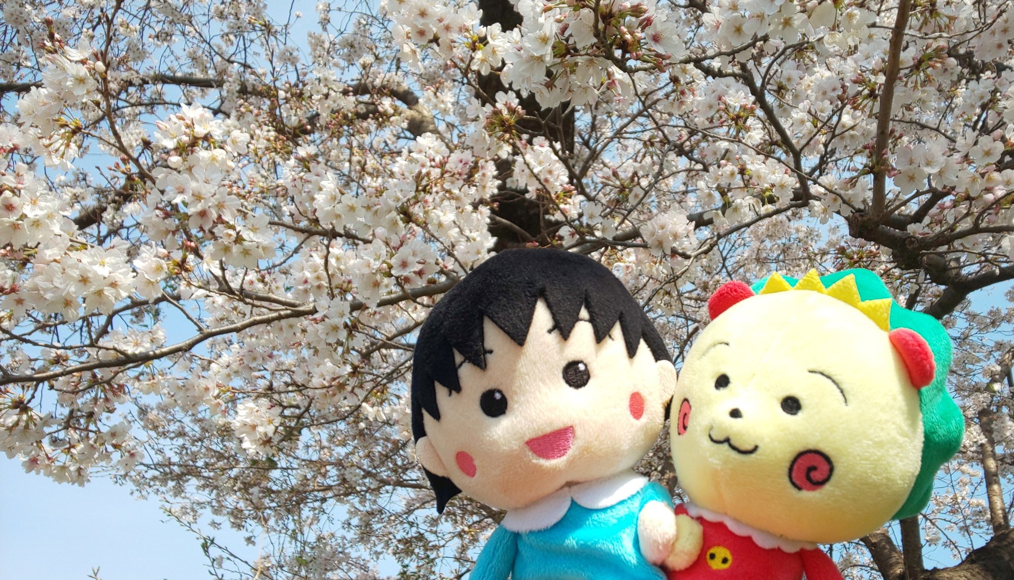 ちびまる子ちゃん 公式 桜が満開だよ 桜の日 3月27日 ちびまる子ちゃん コジコジ まる子とコジコジ さくらももこ Chibimarukochan Cojicoji Maruko Sakuramomoko T Co Tv8ik2lmb7 Twitter