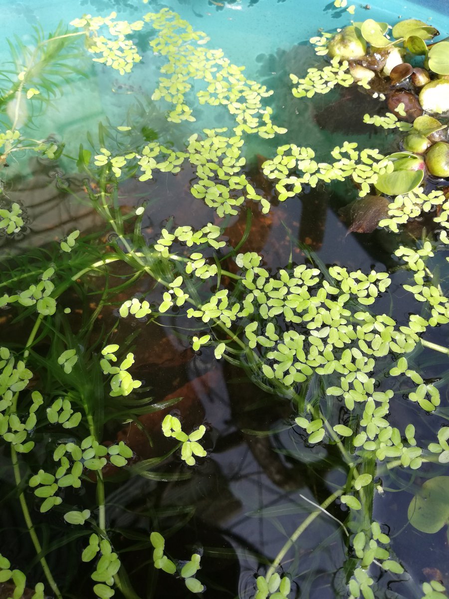Neko メダカ日記 ホテイソウにまとわりついたアオミドロと長い根っこ 茶色く枯れた部分をcutしたらスカスカになってしまった 室内水槽で爆殖したアマフロと上に伸びすぎたホテイソウをお外へ出したらいい感じ 針子さんは10 15匹いる感じ