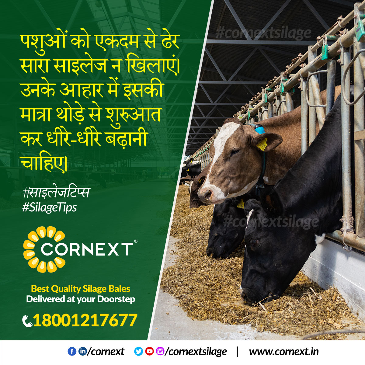 CornextSilage's tweet photo. Do not feed your cows a lot of silage in the beginning. Its quantity should be increased gradually.   #SilageTips 

#cornext #silage #fodder #cattle https://t.co/jdW2zd2zJh