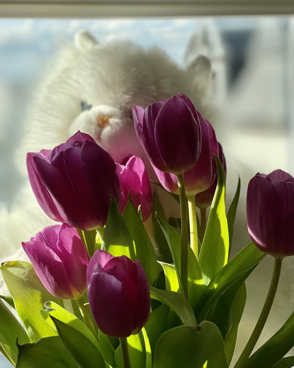 ms_powerman's tweet photo. Hallo und guten Morgen 

Euch allen ein wundervolles Wochenende, ich brauche etwas Farbe in meinem Leben, deshalb die Tulpen. 🙋🏻‍♂️

#tulpenliebe #katzen #fensterdeko #msfighter #msblogger https://t.co/s3qaTlyutD