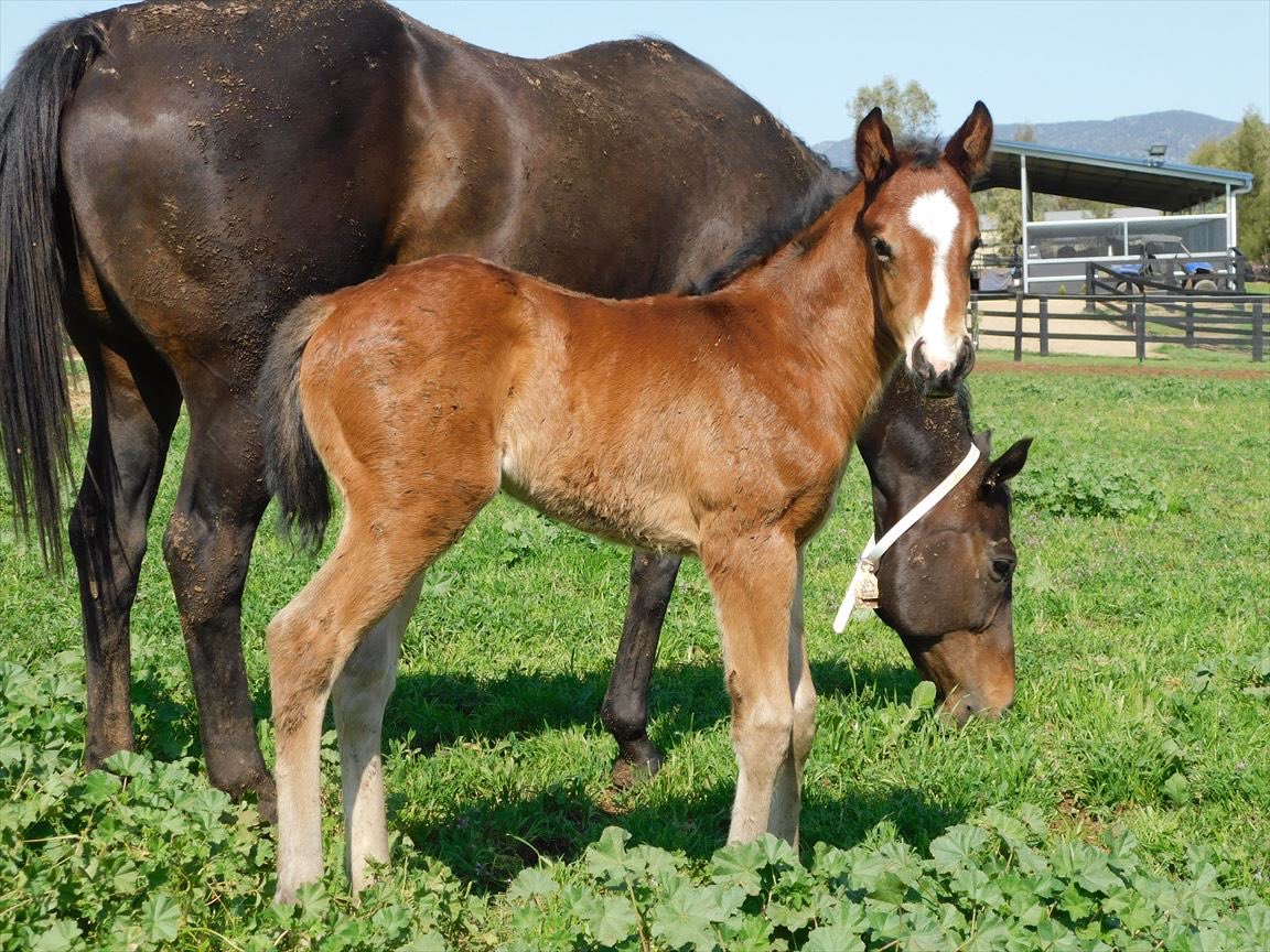 7horseracing's tweet photo. This little guy is now a Golden Slipper winner 🤗 

@KingstarFarm 📸 https://t.co/k0G4YAGZh3