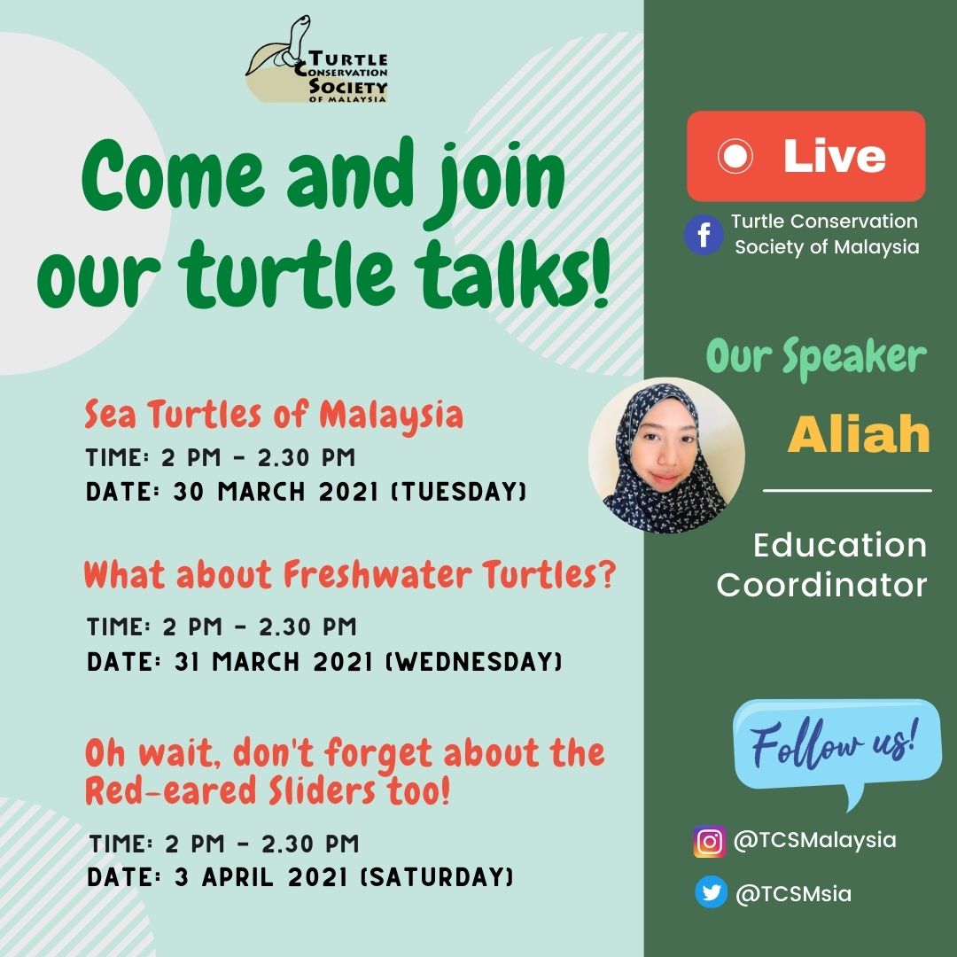 TCSMsia's tweet photo. At 2:00 pm tomorrow, we’re going to talk about tortoises in Malaysia, as well as the red-eared sliders that are commonly found in pet shops.

Come join our #TurtleTalks LIVE on our Facebook page https://t.co/U8lDUznQRI and remember to bring a question or two! https://t.co/ItWGFN2sRN