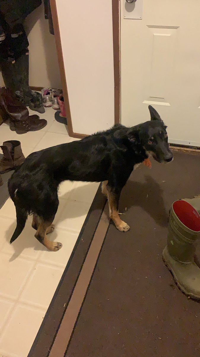 Never fails, she is always ready for night time calving checks. #gooddog