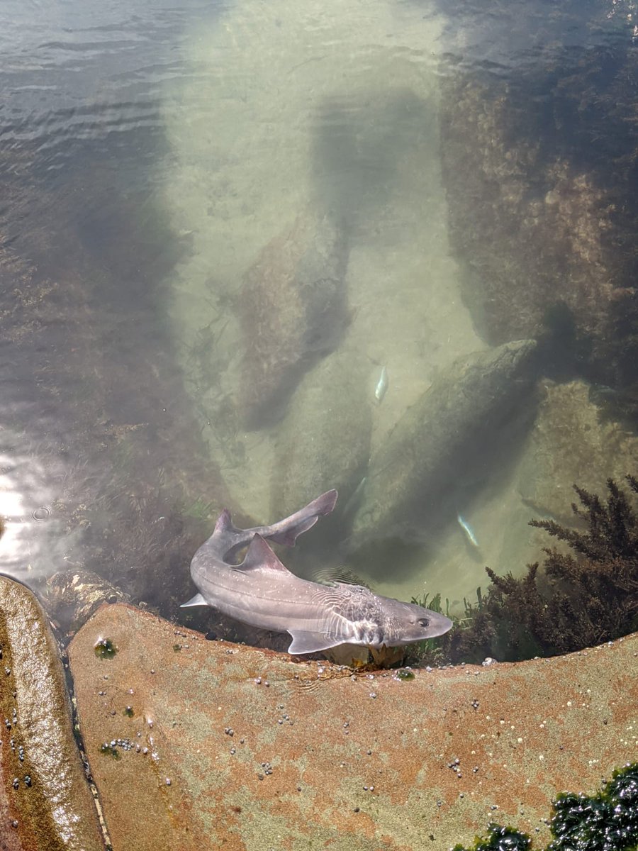 DocHarleyMD's tweet photo. Hiking to iconic #Figure8pools & made use of excellent risk forecast system by @DrHannahPower + @MikeKinsela to safely navigate the rock platform. Might need to add #shark hazard to the forecasts! #HikeAustraliaHelpKids https://t.co/W3OkQiR3DK