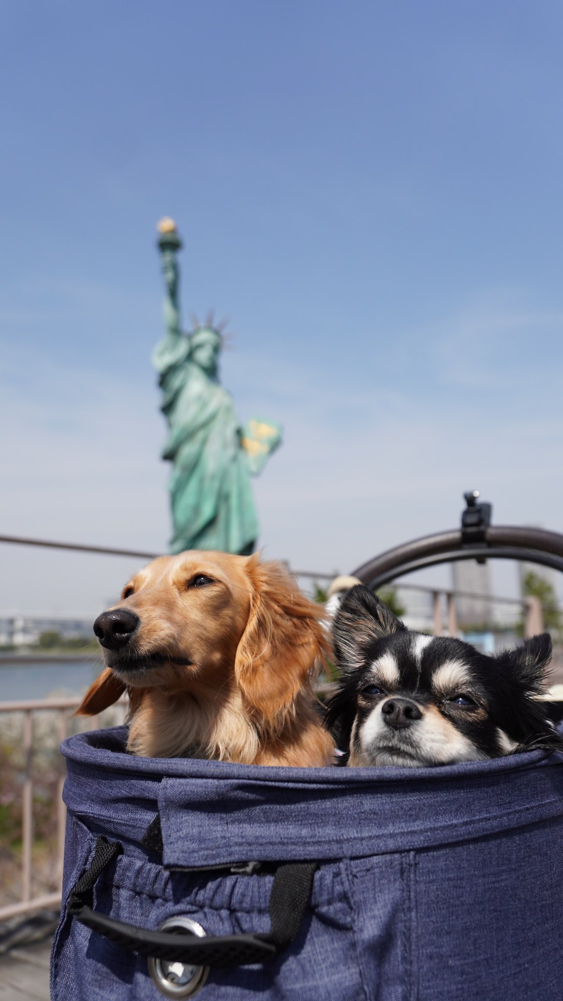 こはなの 世界に届け お友達とお台場でお散歩 ミニチュアダックスフンド チワワ 多頭飼い 犬好きさんと繋がりたい 犬と暮らす Dog お台場 T Co P8tbi40yci Twitter