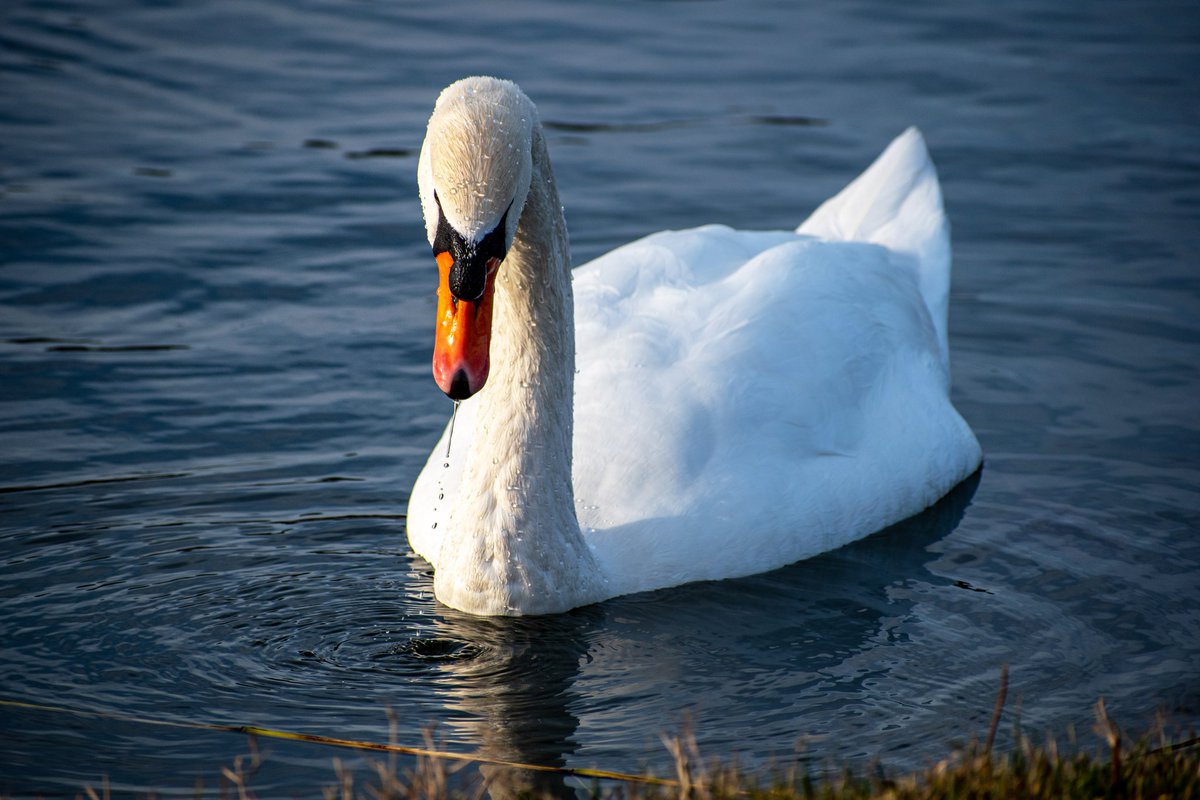 JessHogervorst's tweet photo. Mute swan in AWD.
#swan #zwaan #knobbelzwaan #vogels #birds #awd #zandvoort #natuur #wandelen #birdlovers #birdphotography #wildlife @boswachterawd  @BBCEarth @BBCSpringwatch @wnfnederland https://t.co/3ujLgHOUko