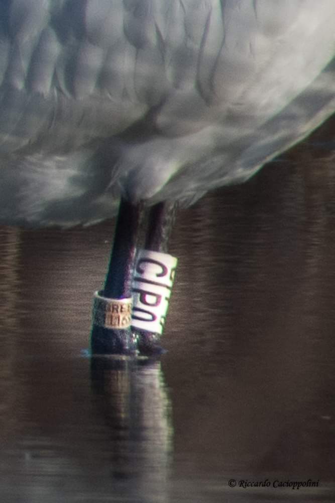 Dalla Croazia al Trasimeno!
Da queste  3 Spatole (Platalea leucorodia), fotografate da Riccardo Cacioppolini, e, soprattutto dall'anello abbiamo ricostruito il viaggio da Zagabria alla Valle!
#oasinaturalisticalavalle #lagotrasimeno #coopalzavola #primavera2021 #migrazioni