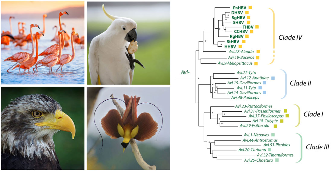 DIGS_for_EVEs's tweet photo. Hepadnaviridae-GLUE is a 'sequence-oriented' digital resource that supports reproducible comparative genomic analysis of hepadnaviruses and curates the #hepadnavirus fossil record.
https://t.co/xTAev62GhN
#OpenScience #ReproducibleResearch #Paleovirology https://t.co/XJUY3l3fcF
