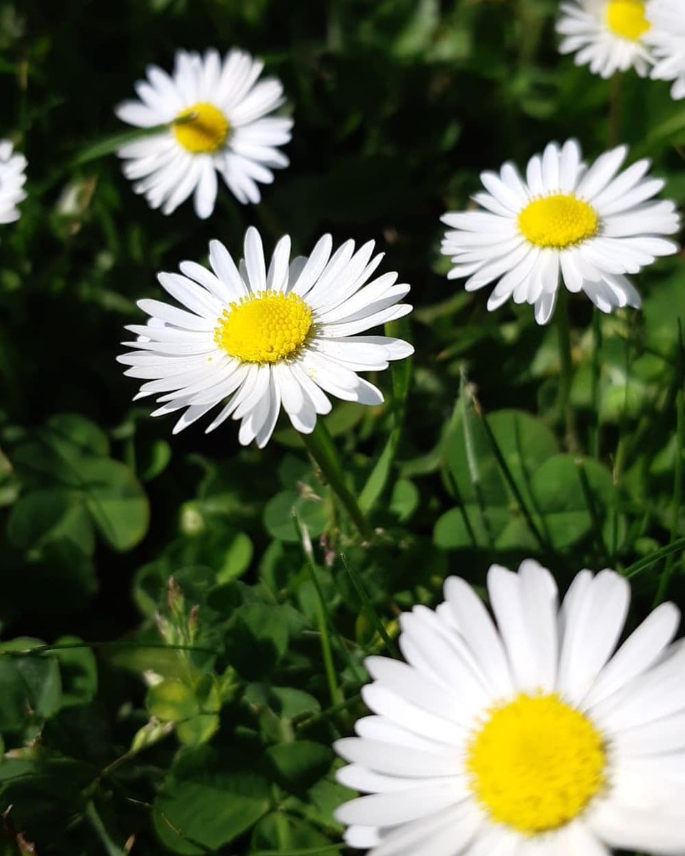 FIakecam's tweet photo. More &amp; more
#nature #flowers https://t.co/HdgT1Su3Kb