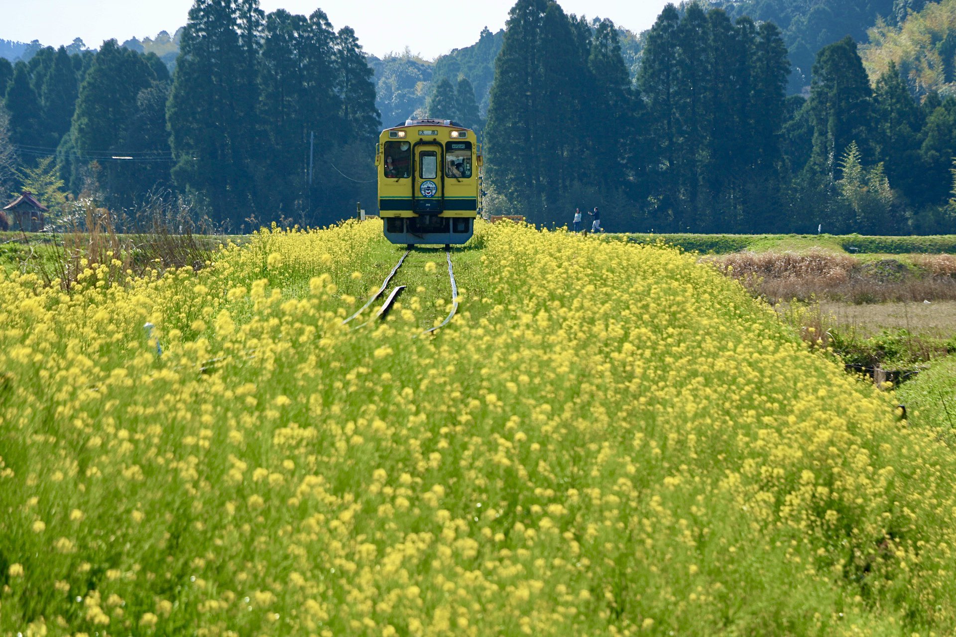 コ チャン 春ふわり 菜の花の黄色い絨毯を行くいすみ鉄道 大原駅から上総中野駅までを約50分で結ぶいすみ鉄道 3月初旬 4月初旬までは沿線の各所で菜の花が咲き誇り 春の訪れを楽しむことができます 春ふわり 春の訪れ 菜の花 いすみ鉄道 大喜多