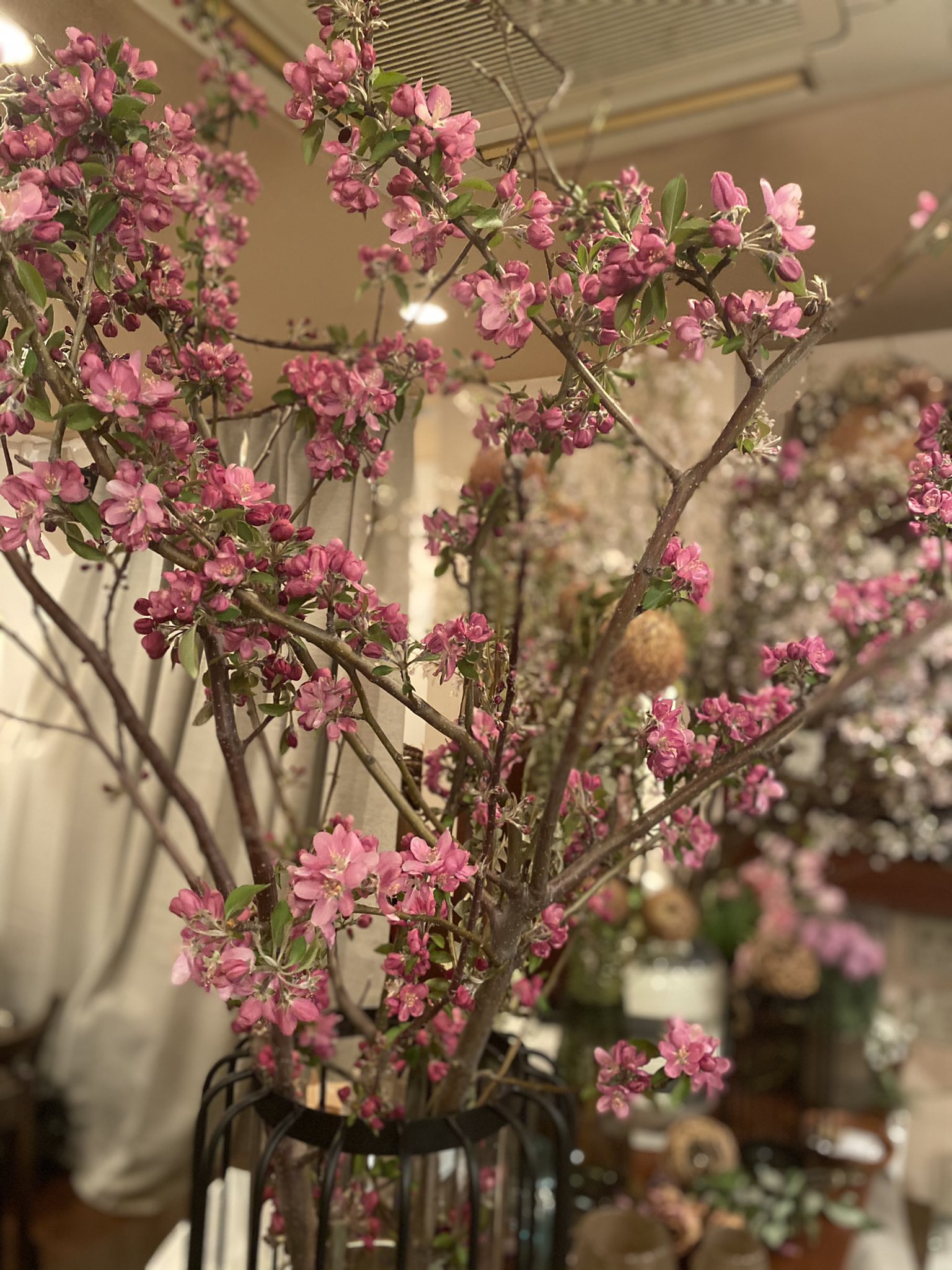 花香 Kaka Kaka Kakaflower Twitter