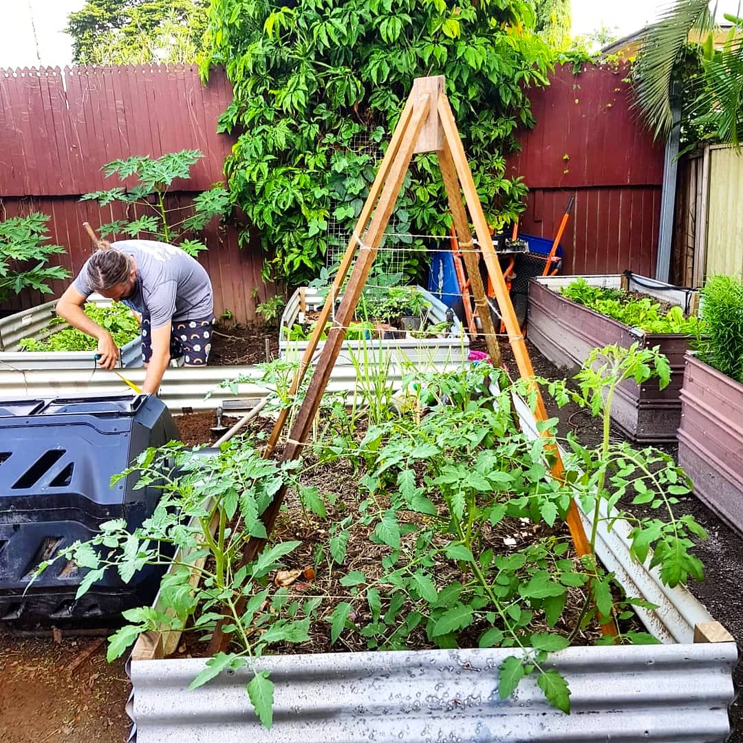 TropicDays's tweet photo. "To Plant a Garden 🌱 is to Believe in Tomororw" 💚 

We have recently planted Eggplant, Capsicum and Cherry Tomatoes in our #CommunityGarden &amp; we can't wait to taste them! 😋

#TropicDays #TreeHuggerTravel #Cairns #travelaustralia #TravelMates #VeganTraveller #travelinspiration https://t.co/Q3ryZCQ5q7