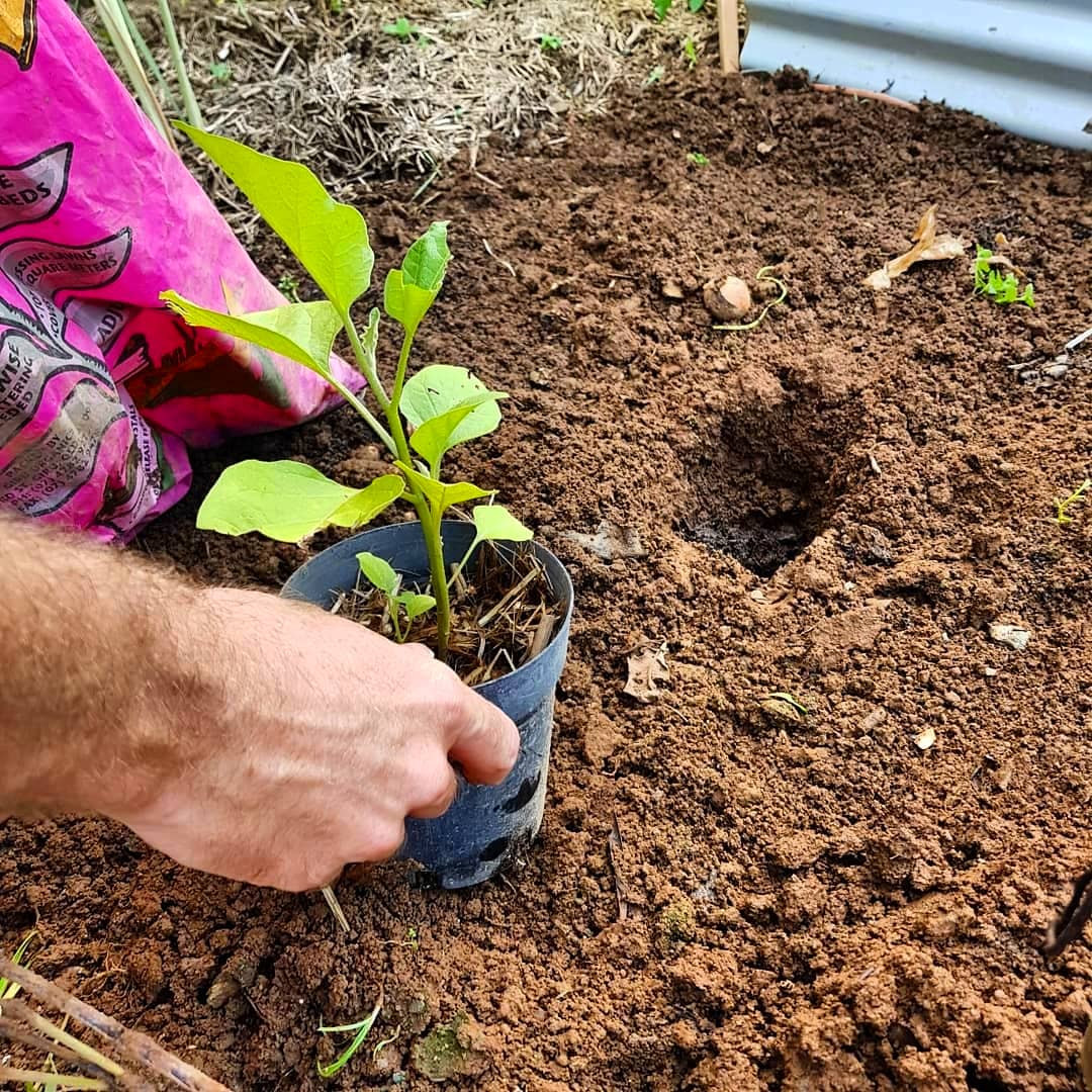 TropicDays's tweet photo. "To Plant a Garden 🌱 is to Believe in Tomororw" 💚 

We have recently planted Eggplant, Capsicum and Cherry Tomatoes in our #CommunityGarden &amp; we can't wait to taste them! 😋

#TropicDays #TreeHuggerTravel #Cairns #travelaustralia #TravelMates #VeganTraveller #travelinspiration https://t.co/Q3ryZCQ5q7
