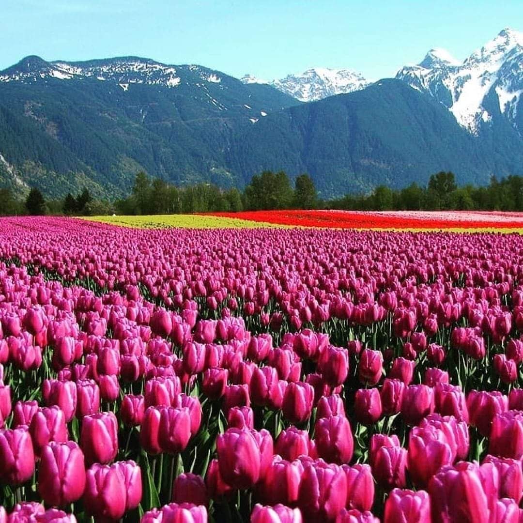 Tulip Garden Srinagar❤ 

#kashmir
 #DiscoverIndiaMagazine 
#tulipflowers 
#bloomingflowers 
#tulipgarden
 #tulipgardensrinagar