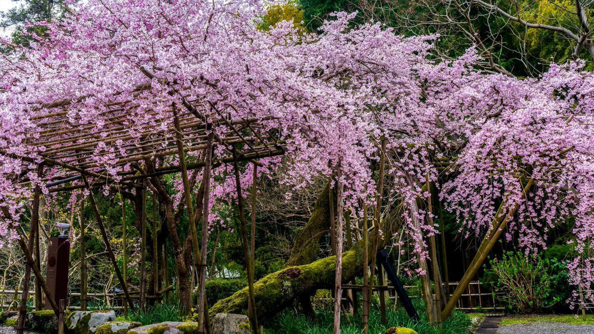 koyama_tom's tweet photo. 當麻寺を彩る桜🌸 brilliant chrrry blossoms in Taima-dera Temple
#cherryblossom #weepingcherry #pagoda #taimadera #katsuragi #nara #nara_landscape_heritage #gonenin #okunoin #sainain #narajapan #桜 #枝垂れ桜 #三重塔 #當麻寺 #護念院 #西南院 #奥院 #葛城 #奈良 #奈良県景観資産 https://t.co/9FpOv6UZ0M