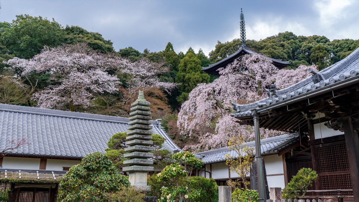 koyama_tom's tweet photo. 當麻寺を彩る桜🌸 brilliant chrrry blossoms in Taima-dera Temple
#cherryblossom #weepingcherry #pagoda #taimadera #katsuragi #nara #nara_landscape_heritage #gonenin #okunoin #sainain #narajapan #桜 #枝垂れ桜 #三重塔 #當麻寺 #護念院 #西南院 #奥院 #葛城 #奈良 #奈良県景観資産 https://t.co/9FpOv6UZ0M